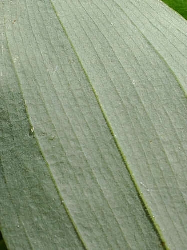 Uvularia grandiflora