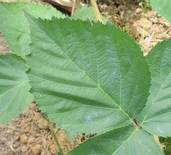 Rubus
