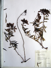 Phedimus middendorffianus