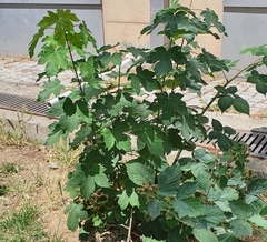 Rubus