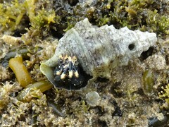 Clibanarius virescens