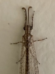 Neuroleon