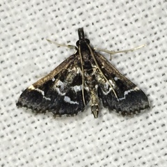 Diasemiodes janassialis