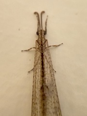 Neuroleon