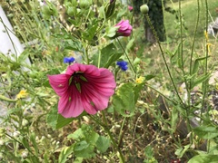 Malope