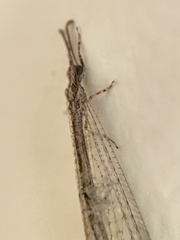 Neuroleon