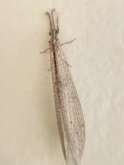 Neuroleon
