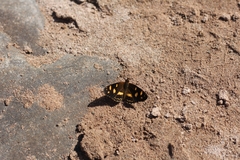 Telenassa berenice
