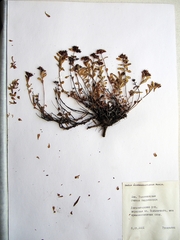 Phedimus middendorffianus