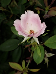 Rosa
