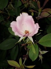 Rosa