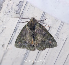 Dindica polyphaenaria