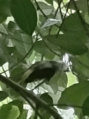 Pycnonotus goiavier