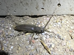 Enaphalodes hispicornis