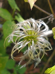 Alpine Clematis (Clematis alpina)