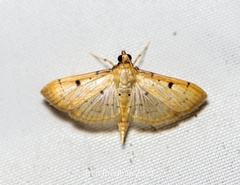 Herpetogramma basalis