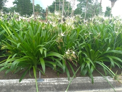 Hymenocallis speciosa