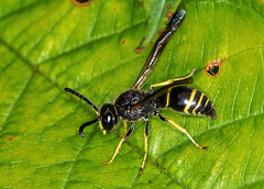 Ancistrocerus antilope
