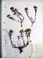 Phedimus middendorffianus