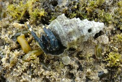 Clibanarius virescens