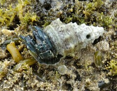 Clibanarius virescens