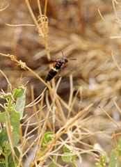 Euodynerus crypticus