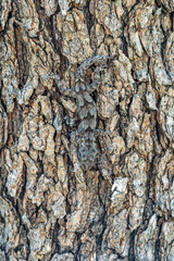 Mediodactylus danilewskii