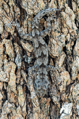 Mediodactylus danilewskii