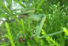 Hierodula tenuidentata