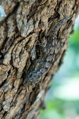 Mediodactylus danilewskii