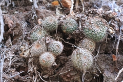 Parodia formosa