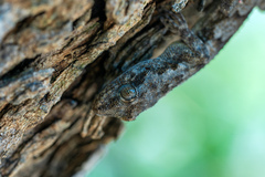 Mediodactylus danilewskii