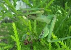 Hierodula tenuidentata