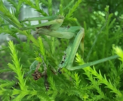 Hierodula tenuidentata