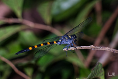 Macrogomphus quadratus