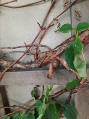 Hydrangea petiolaris