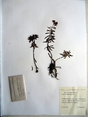 Phedimus middendorffianus