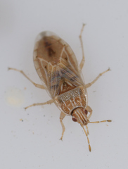 Holcocranum saturejae