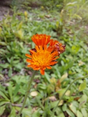 Pilosella aurantiaca