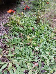 Pilosella aurantiaca