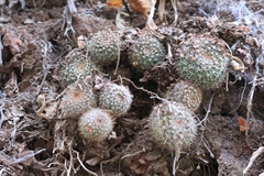 Parodia formosa