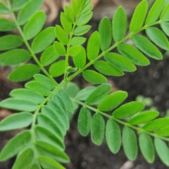 Gleditsia triacanthos