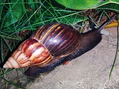 Lissachatina fulica