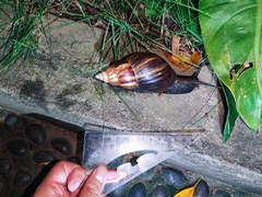 Lissachatina fulica