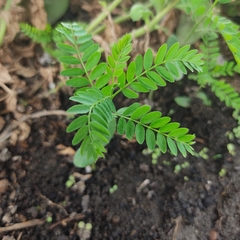 Gleditsia triacanthos