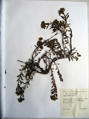 Phedimus middendorffianus