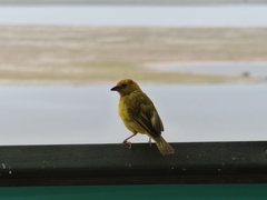 Ploceus castaneiceps