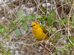Ploceus castaneiceps