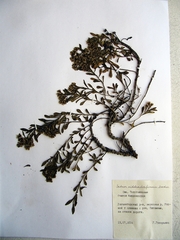 Phedimus middendorffianus