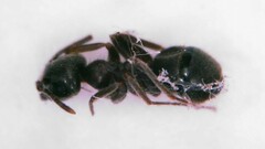 Lasius grandis